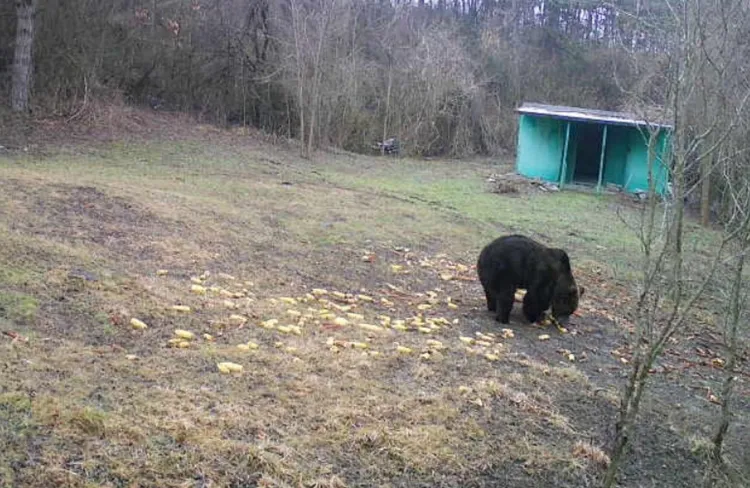 Avertisment de urgență pentru locuitorii comunei Bonțida din cauza unui urs