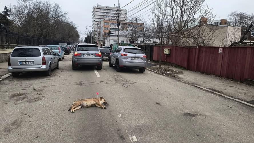 Imagini cu cățelușă tranchilizată stârnesc controverse în Galați
