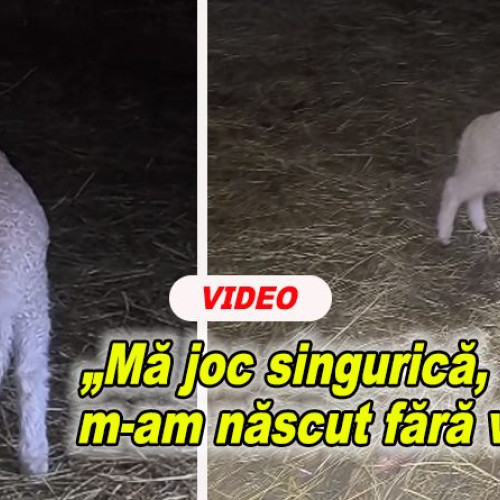 Postarea cu mieluța fără vedere a impresionat mii de buzoieni