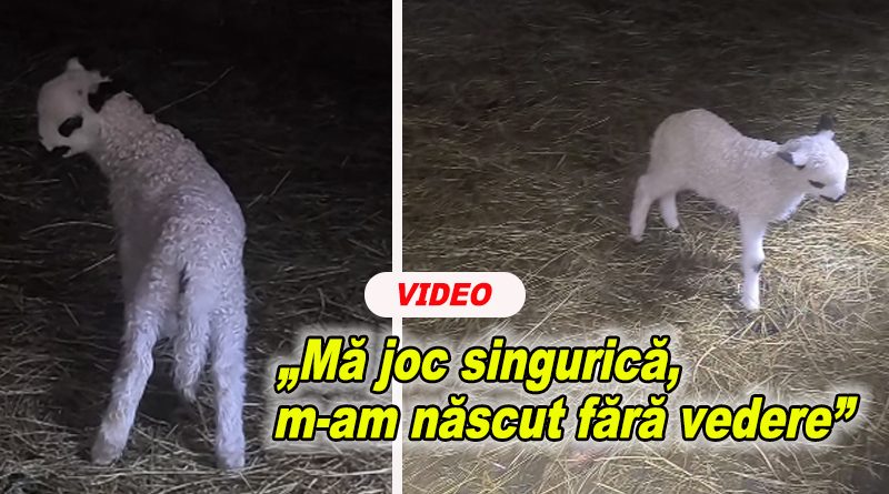 Postarea cu mieluța fără vedere a impresionat mii de buzoieni