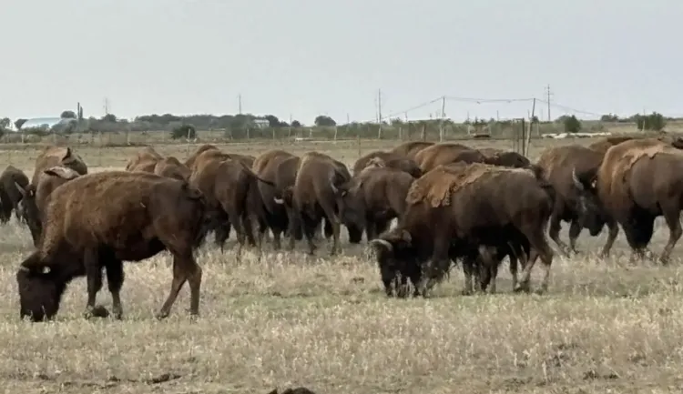 Scandalul fermei din Recea-Cristur îngrijorează comunitatea clujeană