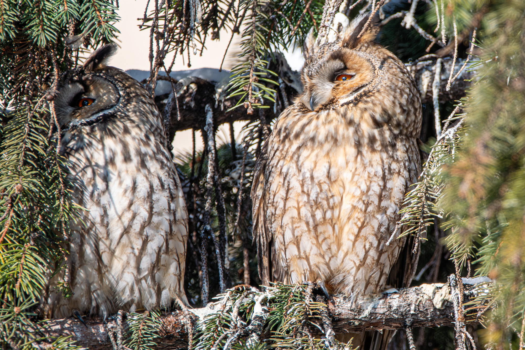 Colonia de ciufi de pădure din Botoșani, un spectacol rar al naturii