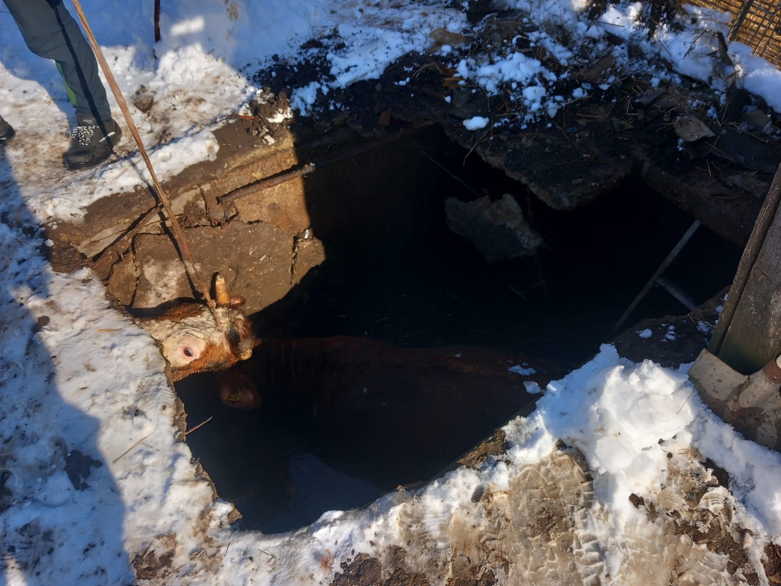 Pompierii salvează o bovină căzută într-o fosă în Dumbrava Roșie