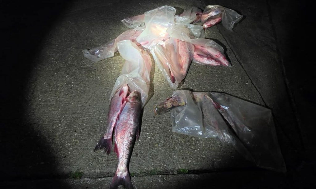 Poliția de Frontieră confiscă 84 de kilograme de pește transportat ilegal