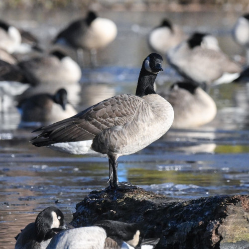 Geese moarte în cartierul tău? Unde au fost raportate decese masive în N.J. și ce să faci