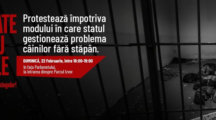 Proteste pentru câinii fără stăpân în fața Parlamentului