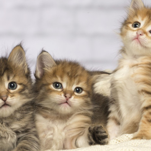 Pisicile ar putea contribui la descoperirea de noi tratamente pentru cancer