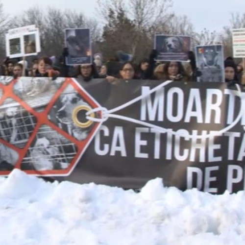 Mii de oameni protestează împotriva eutanasierii câinilor abandonați
