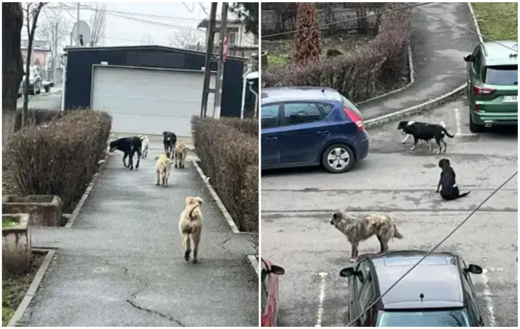 Locuitorii din Turda, îngrijorați de prezența haitei de câini vagabonzi