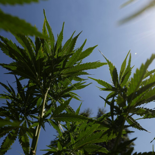 Un studiu amplu leagă consumul de cannabis la adolescenți de psihoză ulterioară