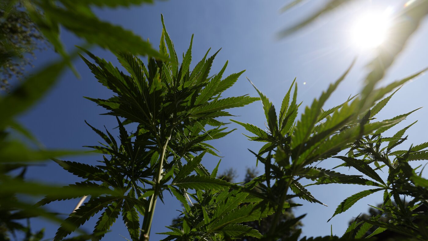 Un studiu amplu leagă consumul de cannabis la adolescenți de psihoză ulterioară