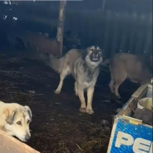 Incident grav în județul Olt: câini de pază ucid zeci de animale