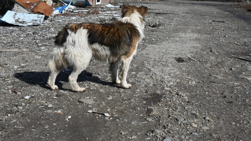 Băiat de 13 ani atacat de câini în Dileul Vechi