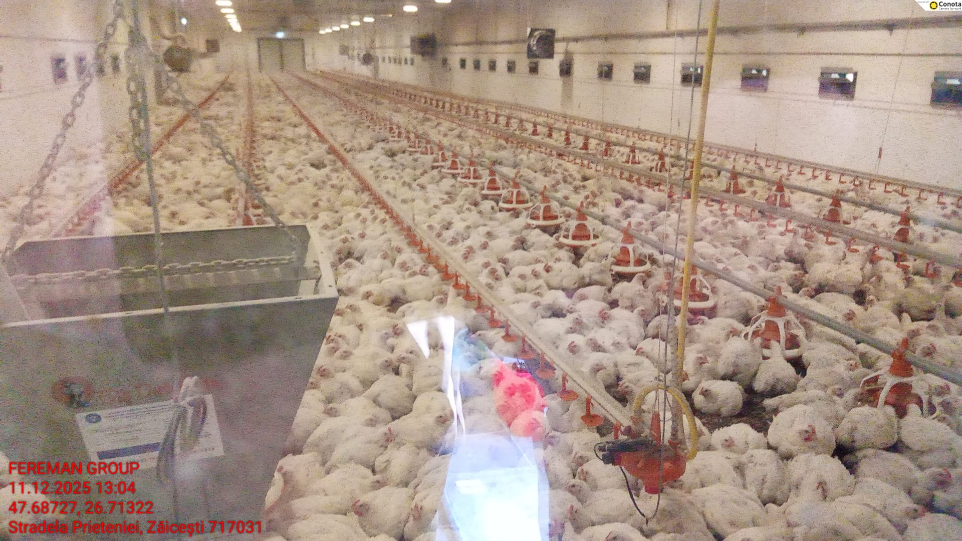 Amendă de 300.000 de lei pentru SC Fereman Group SRL din Botoșani