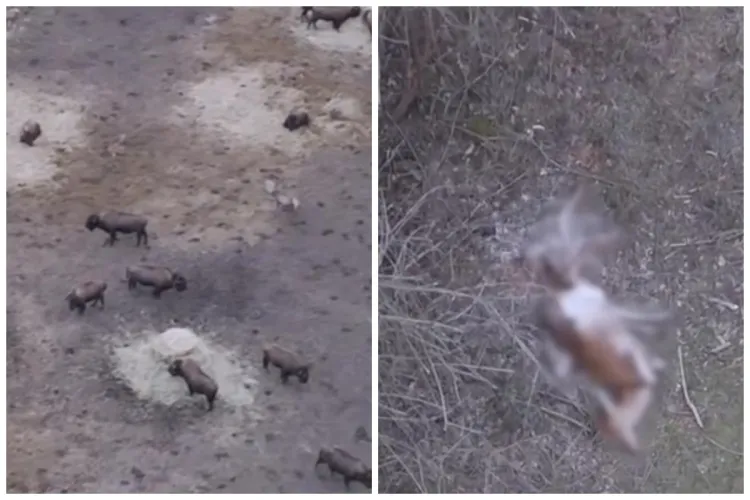 Controalele autorităților la ferma din Recea Cristur continuă după descoperirea cadavrelor de animale