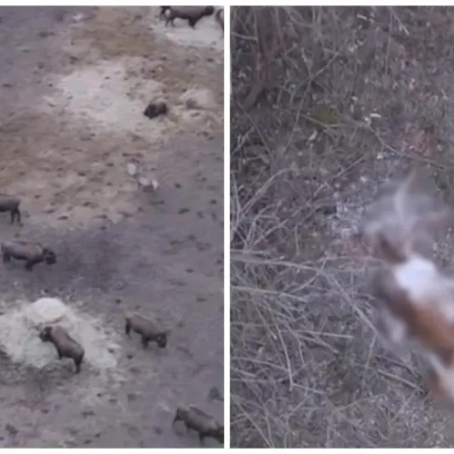 Controalele autorităților la ferma din Recea Cristur continuă după descoperirea cadavrelor de animale