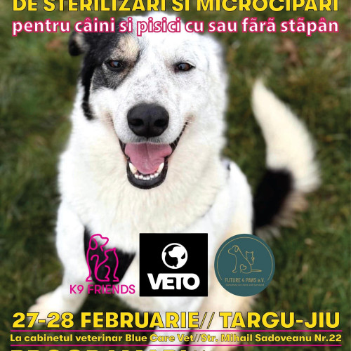 K 9 Friends organizează o campanie gratuită de sterilizare și microcipare