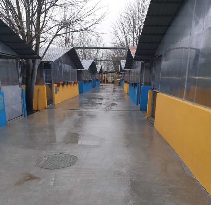 Ilfovul îmbunătățește gestionarea câinilor fără stăpân prin centre de adopție