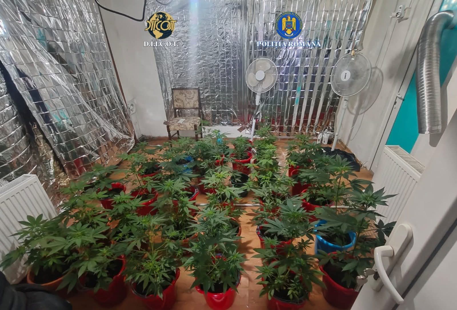 Polițiștii din Mehedinți destructurează o rețea de trafic de droguri