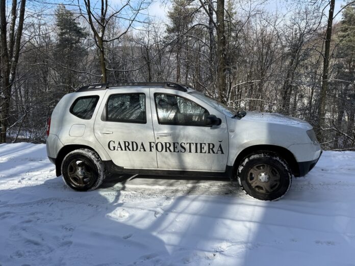 Garda Forestieră descoperă tăieri ilegale de peste două milioane de lei