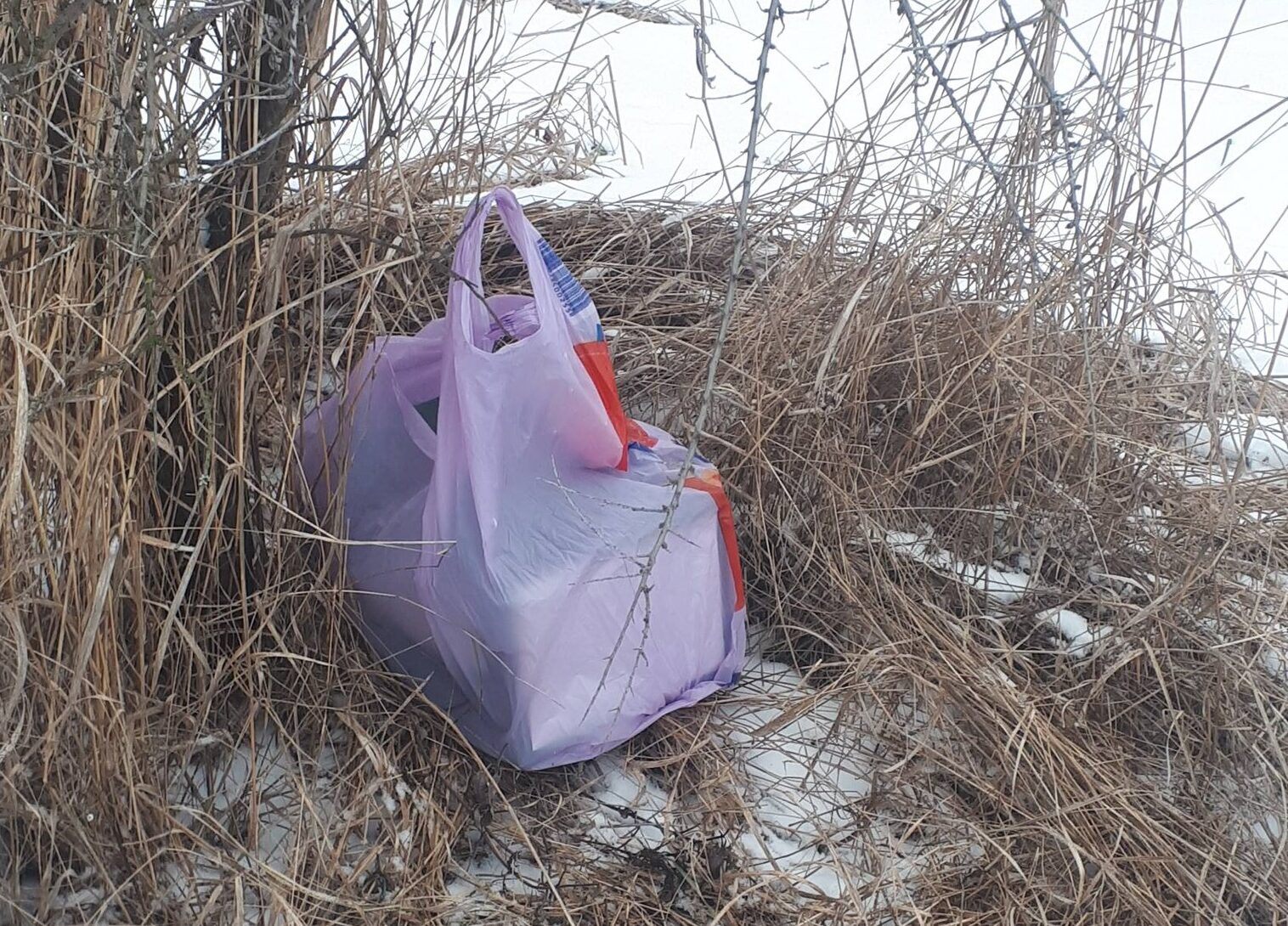 Șofer din Botoșani surprins abandonând o pisică pe câmp