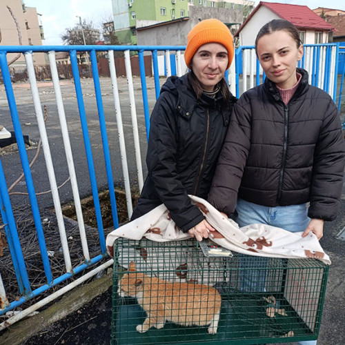 Tânără din Târgu Jiu amenințată pentru încercarea de a adopta pui de pisică