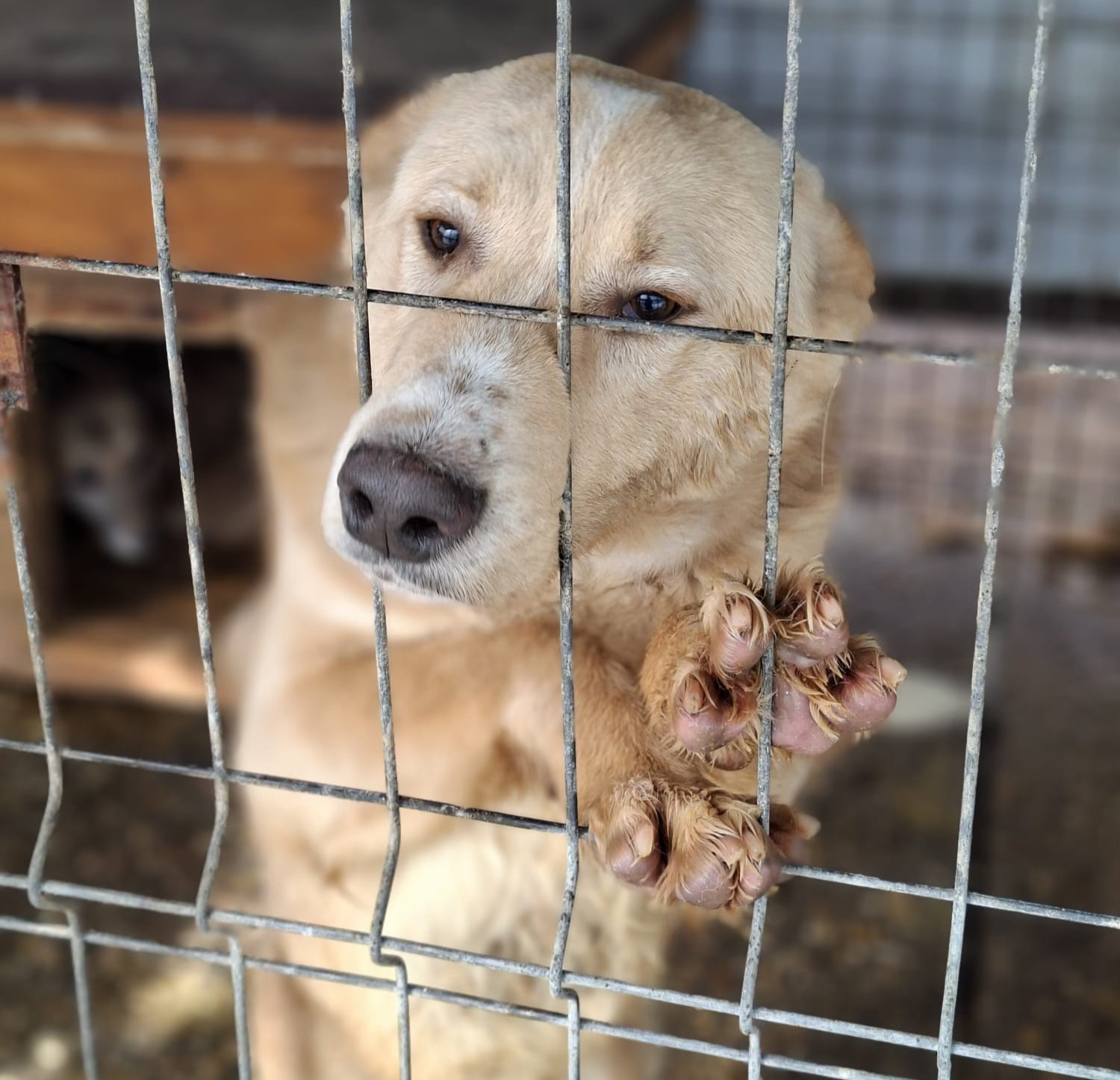 Apelul municipalității din Fetești pentru adopții de câini comunitari