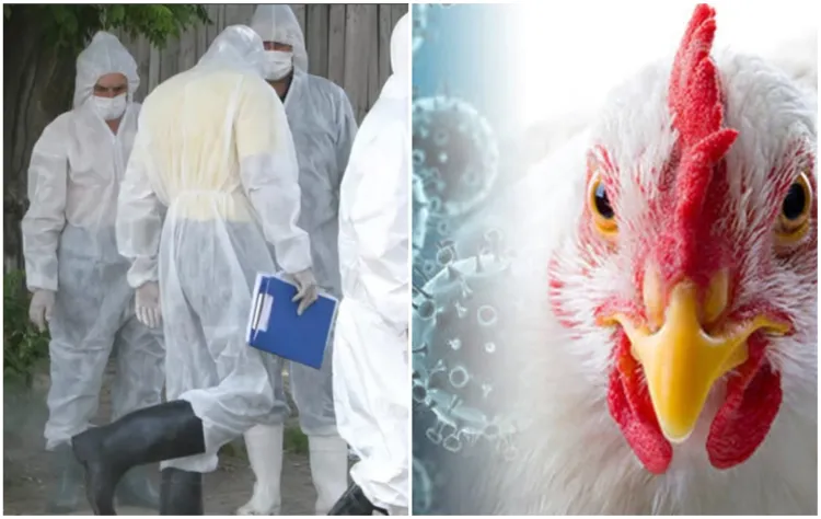 Alertă sanitar-veterinară în Cluj după cazuri de gripă aviară