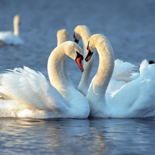 Alertă de gripă aviară în Cluj, după descoperirea a două lebede moarte