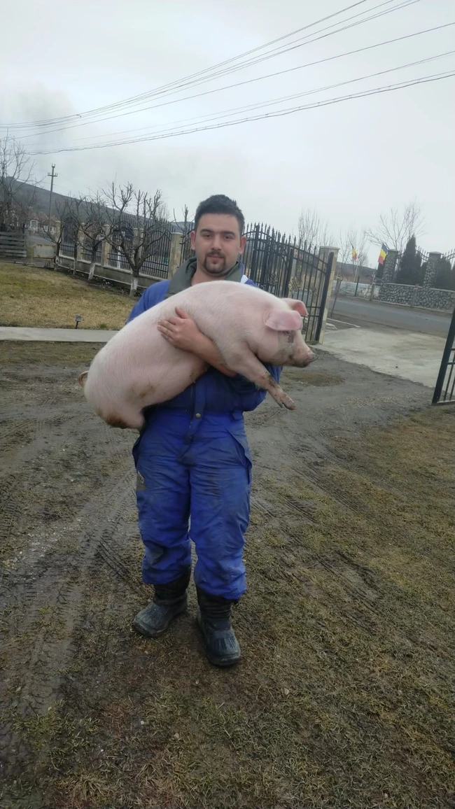 Viceprimarul din Pogăceaua, reținut după o urmărire și un accident rutier