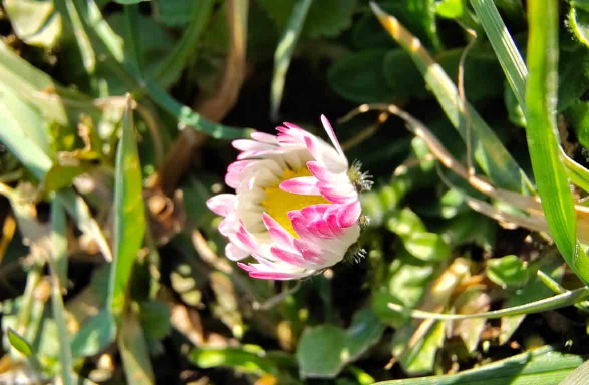 Vremea din martie: maximele vor depăși normalul în prima parte a lunii