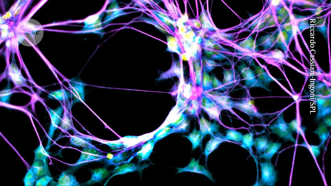 Cercetarea arată că creierul "super înaintașilor" produce în continuare mulți neuroni