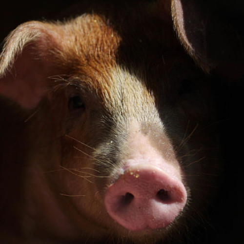 Spania alertează OMS privind posibilitatea transmiterii gripei porcine între oameni