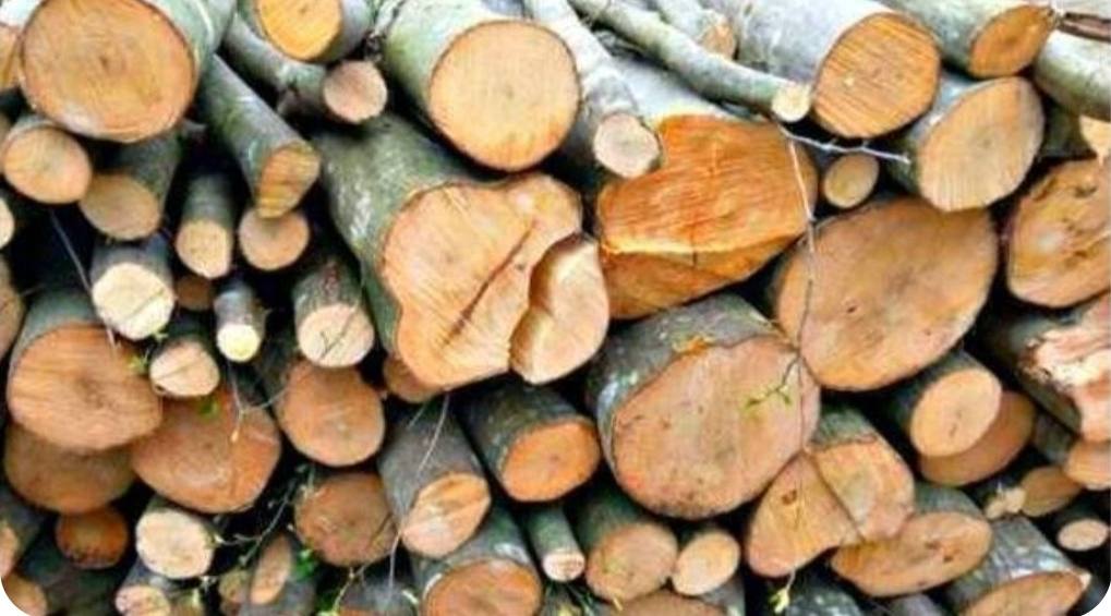 Camion confiscat pentru descărcarea ilegală de lemne în Braniștea