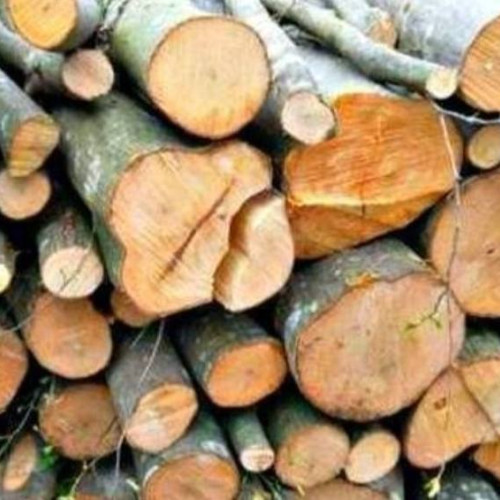 Camion confiscat pentru descărcarea ilegală de lemne în Braniștea