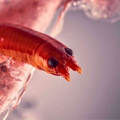 Un parazit de șarpe necunoscut oamenilor a fost găsit în creierul unei femei