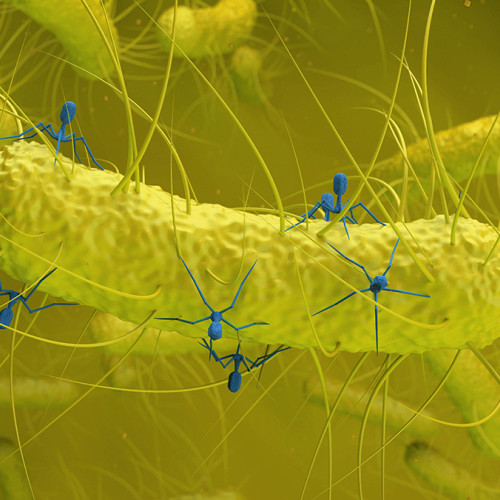 Virusul ascuns găsit în bacteriile intestinale este legat de cancerul colorectal