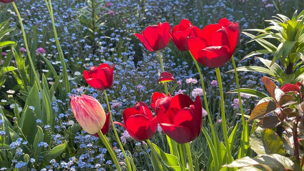 Tendințele anului 2026 pentru amenajarea grădinii în România