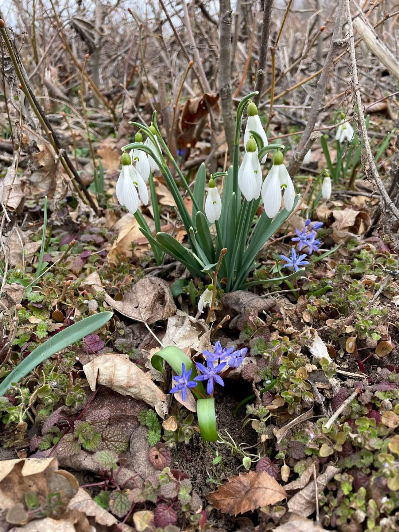 Pădurea Dâmboviței renăște odată cu primăvara