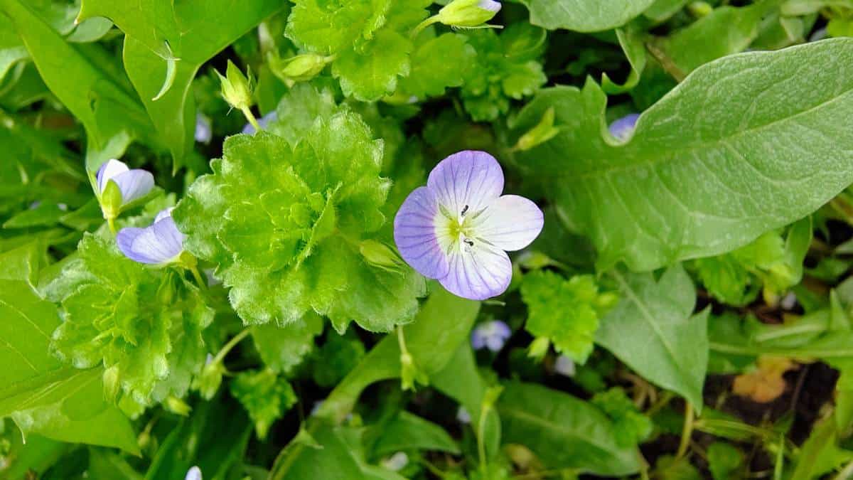 Vreme caldă și schimbătoare în Alba, între 2 și 8 martie
