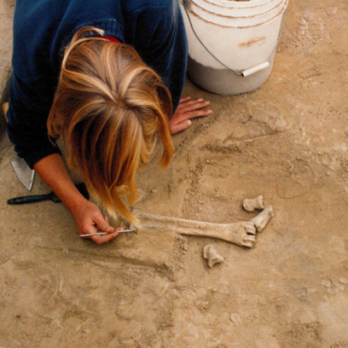 Artefacte vechi din fildeș descoperite în Alaska schimbă teoriile despre migrarea în America