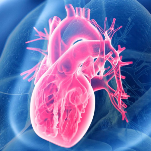 Studiu uriaș dezvăluie secretul sănătății inimii, iar acesta nu este dietă săracă în carbohidrați sau grăsimi