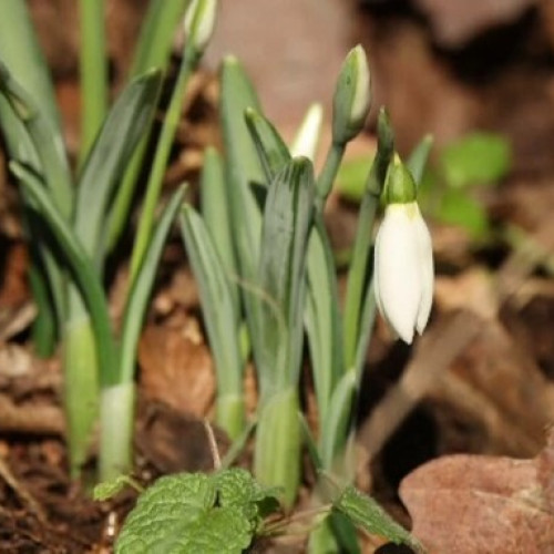 Apariția ghioceilor atrage atenția asupra protecției legale