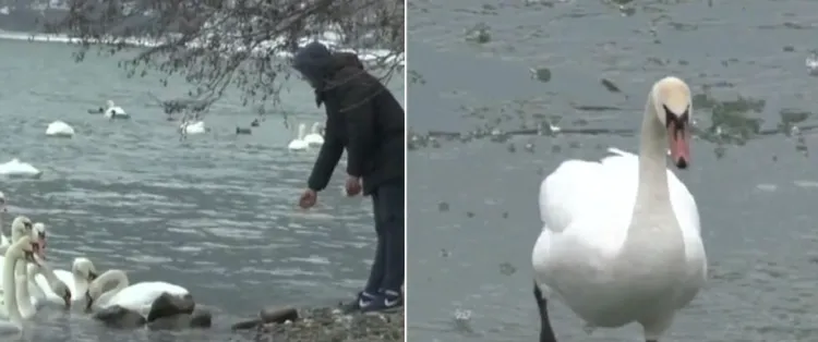 Autoritățile din Cluj impun măsuri de biosecuritate după confirmarea gripei aviare