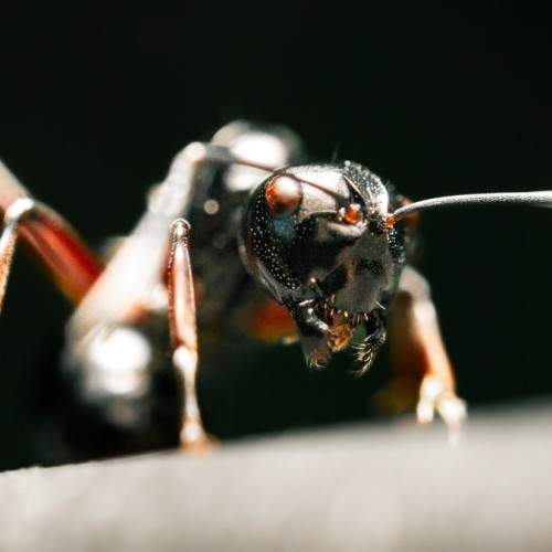 Poluarea aerului afectează grav furnicile, cu efecte alarmante