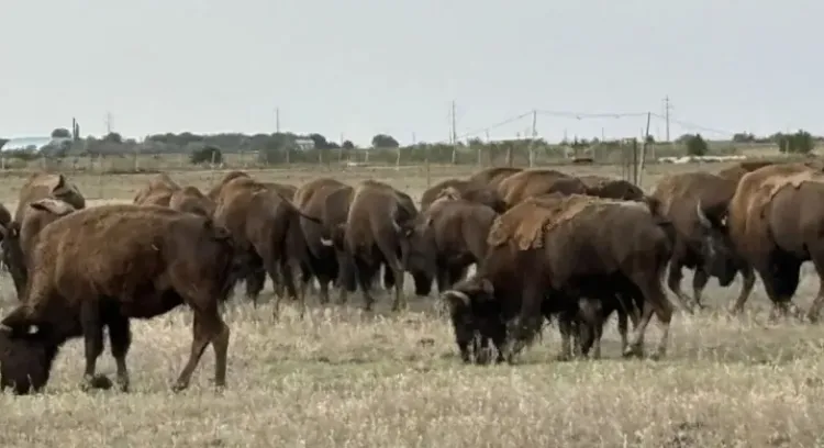 Activități de neutralizare a subproduselor de origine animală în Cluj