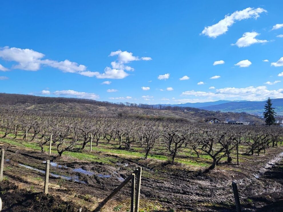 Bistrița lansează soiul de măr „Bistrițean” obținut de cercetătorii locali