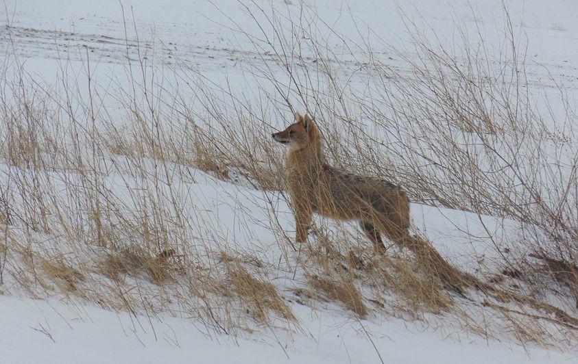 Extragerea controlată a șacalilor continuă în Delta Dunării