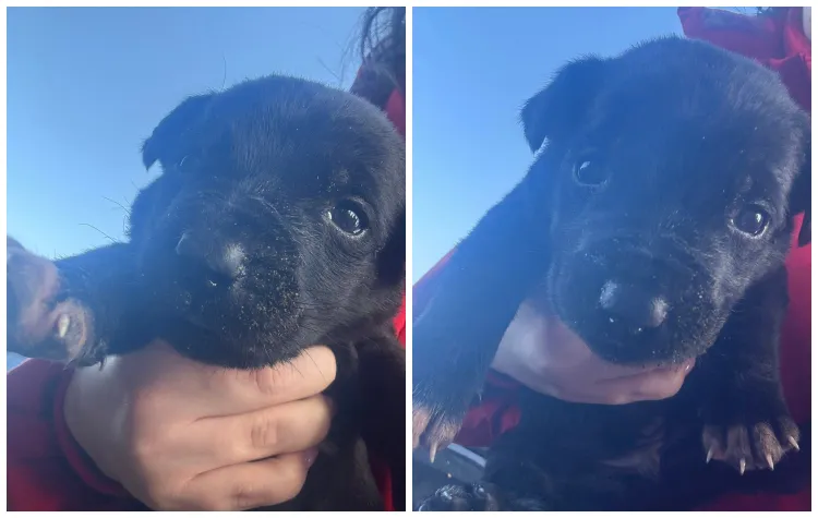 Cățeluș abandonat caută o nouă familie iubitoare