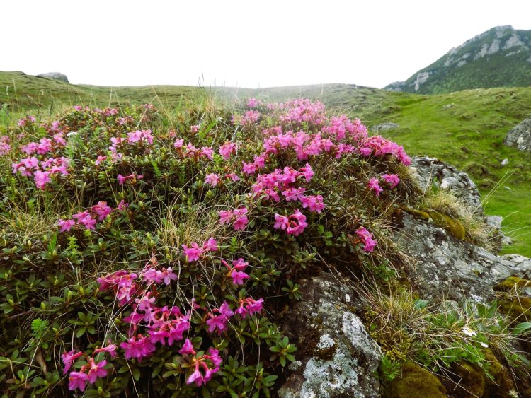 ONU sărbătorește Ziua Mondială a Vieții Sălbatice printr-o temă importantă în 2026